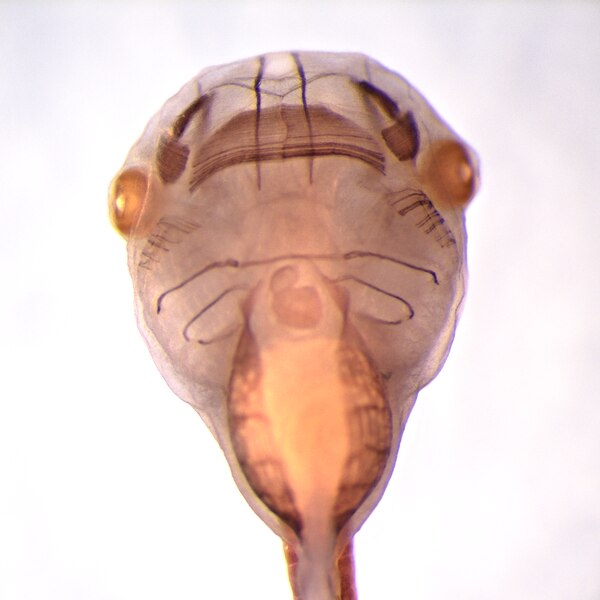 Immunohistochemistry image of a stage 45 Xenopus laevis tadpole labeled with DSHB antibody MF 20 against Myosin heavy chain, sarcomere (MHC). Image Credit: Sydney Arlis, Houston Lab, Univ. of Iowa